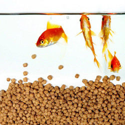 SUS304 เกรดสายการผลิตอาหารปลาลอย 200-260 กิโลกรัม/ชั่วโมง Output